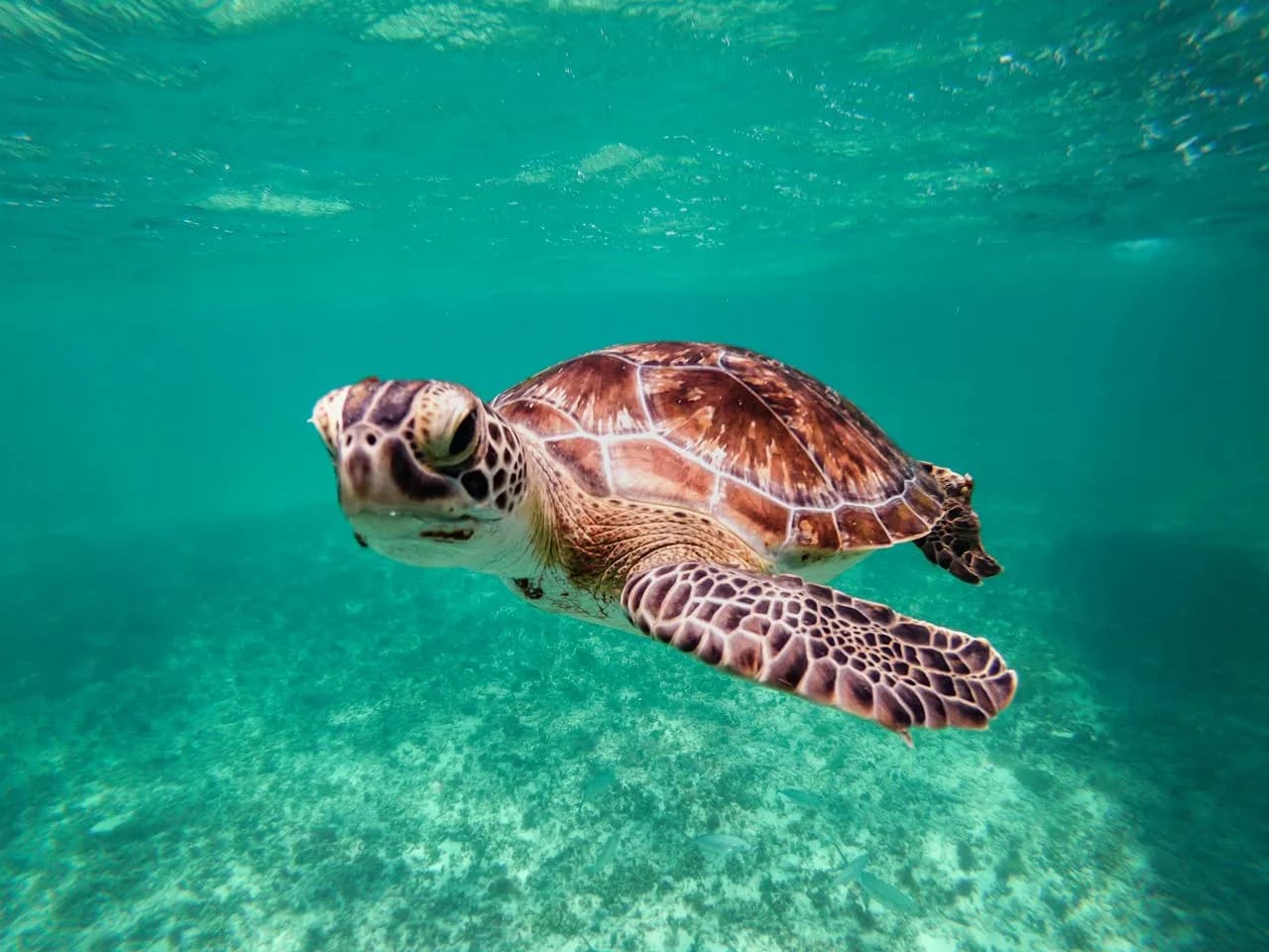 Vibrant underwater shot of a green sea turtle swimming in clear waters.