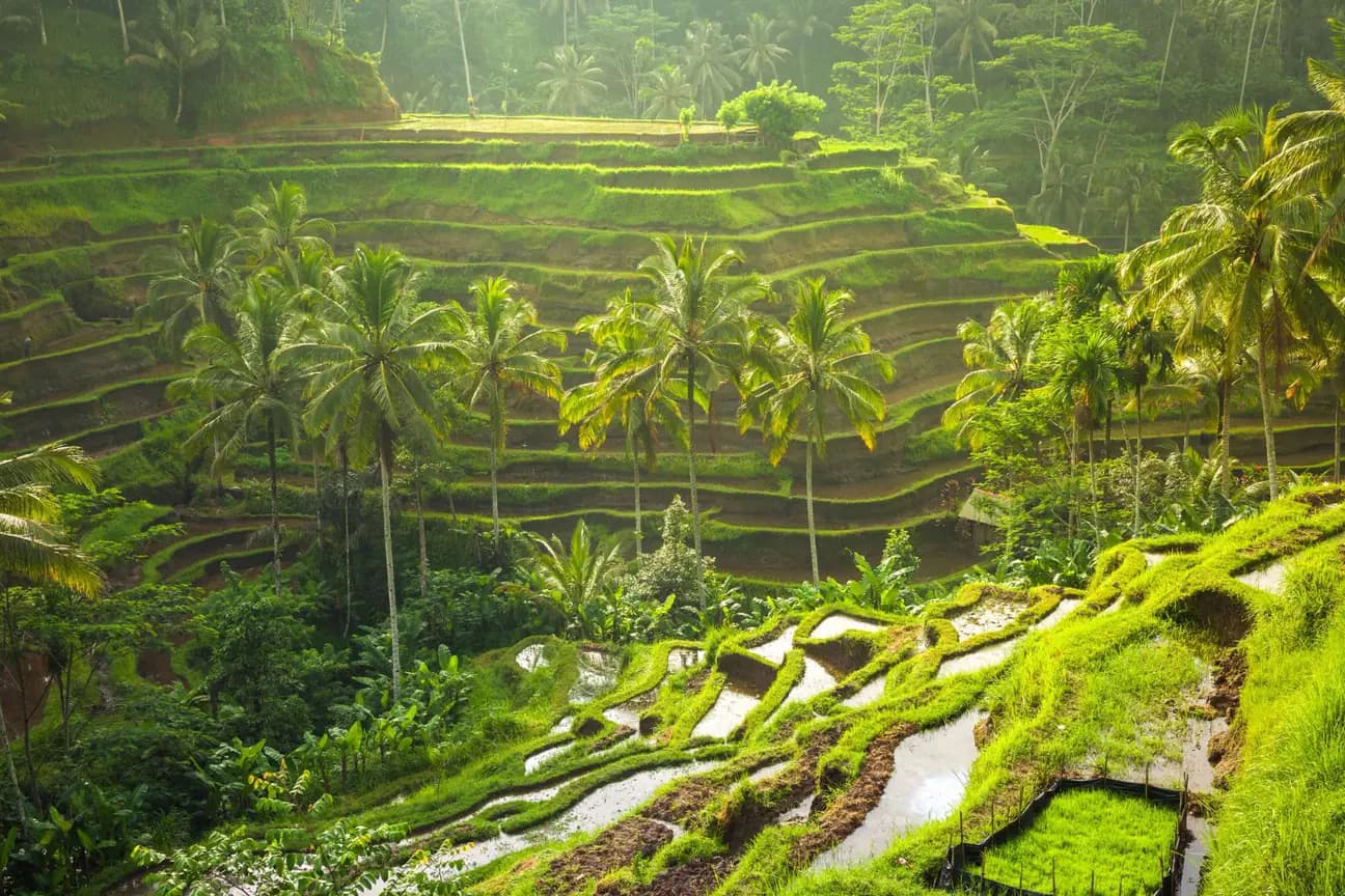 tegalalang-rice-terraces.webp